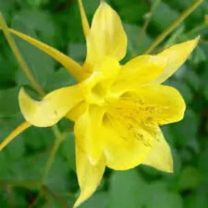 Aquilegia chrysantha 4qt